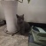 宠物猫