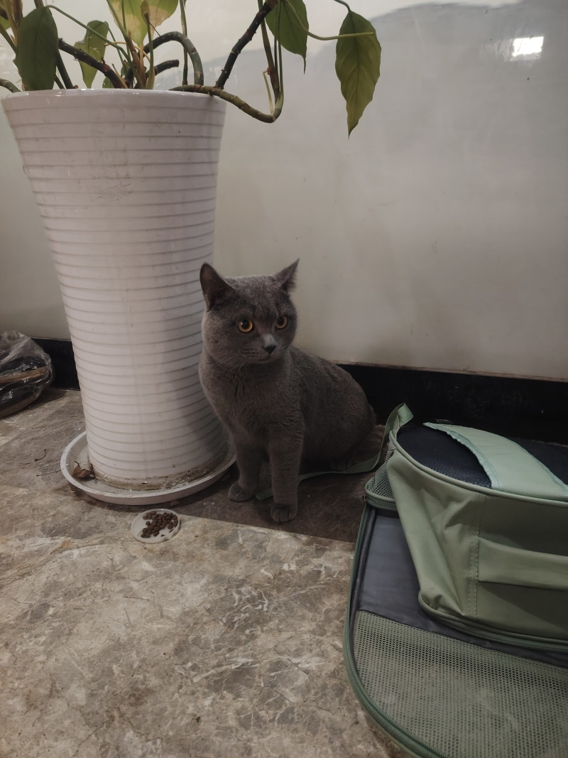 宠物猫