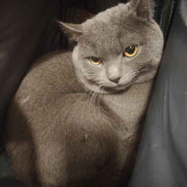 宠物猫