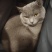 宠物猫