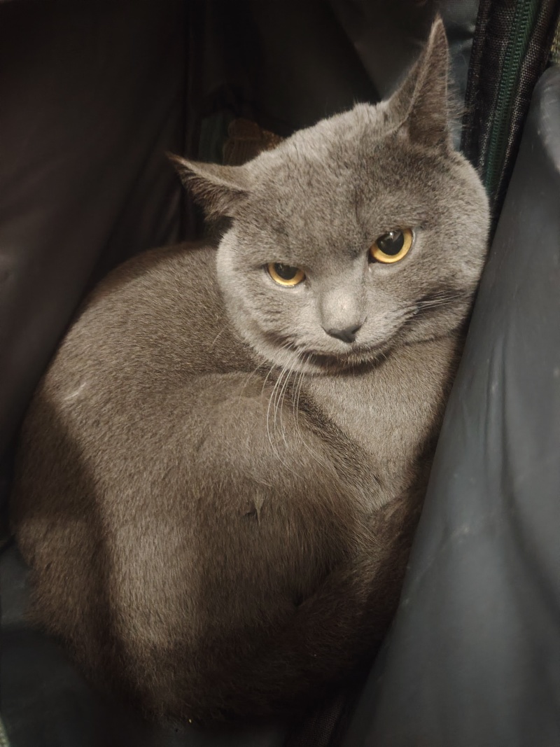 宠物猫
