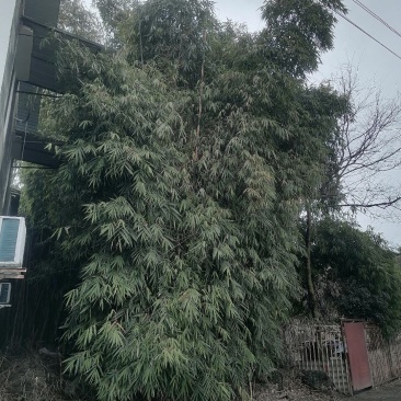 竹子🎍