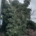 竹子🎍