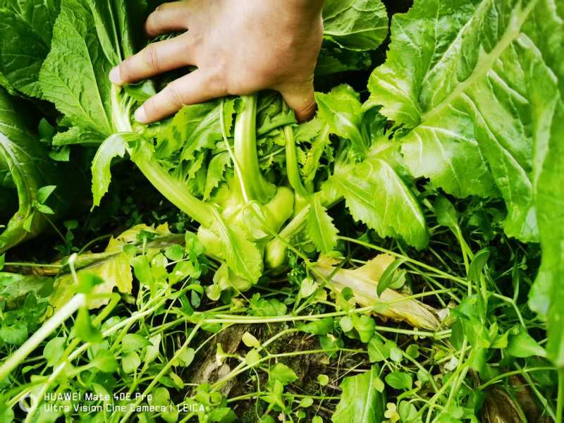 茅溪镇供销社出售榨菜3-4万斤