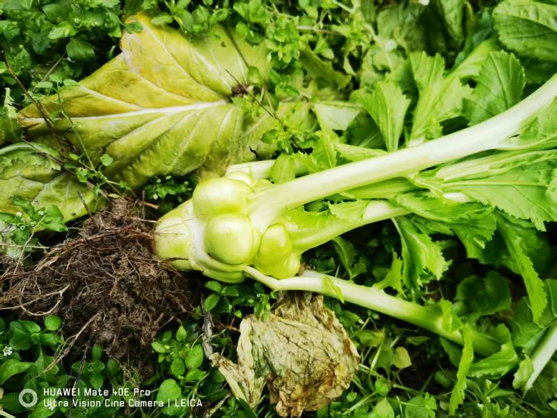 茅溪镇供销社出售榨菜3-4万斤