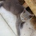 猫咪