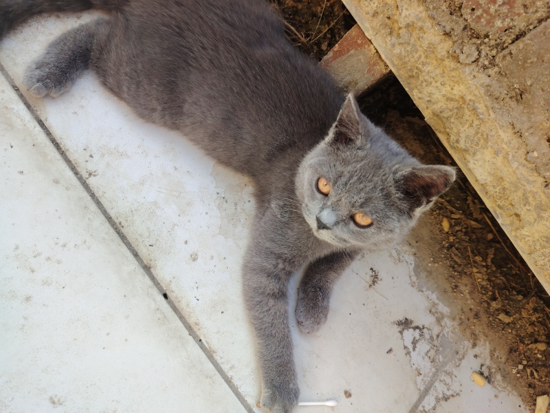 猫咪