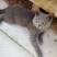 猫咪