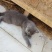 猫咪