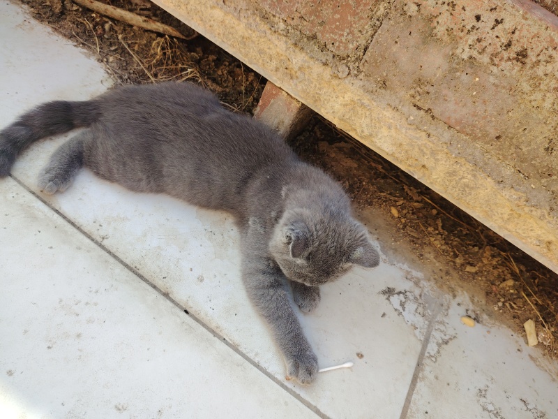 猫咪