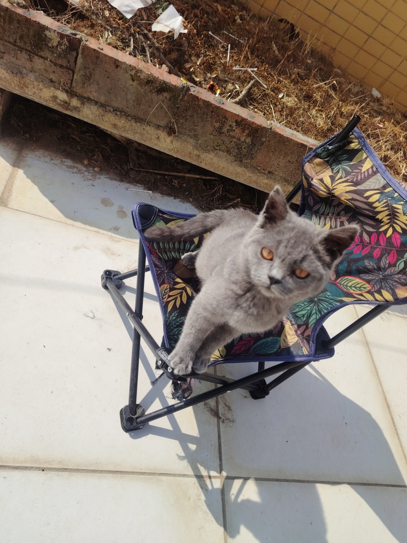 猫咪