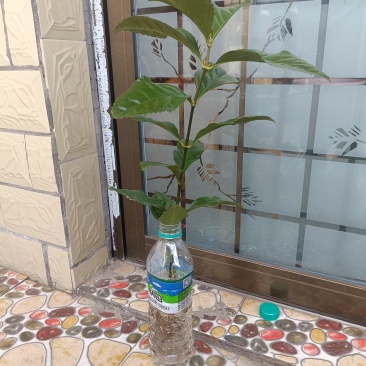 草珊瑚苗，45公分