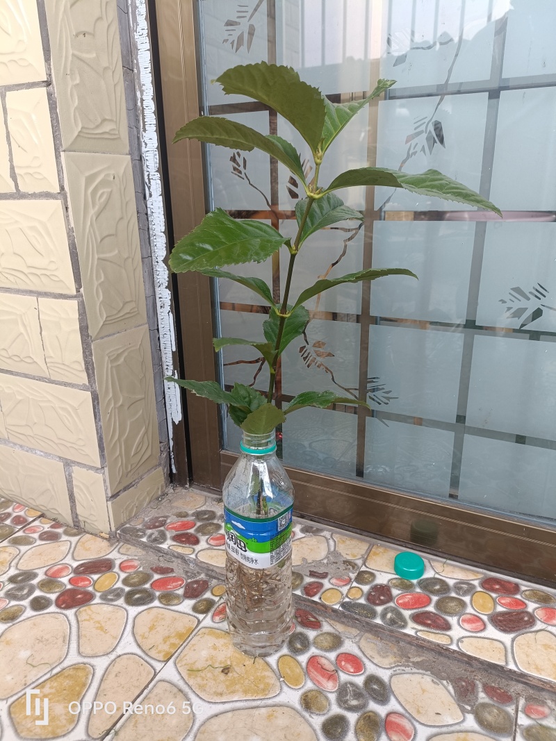 草珊瑚苗，45公分