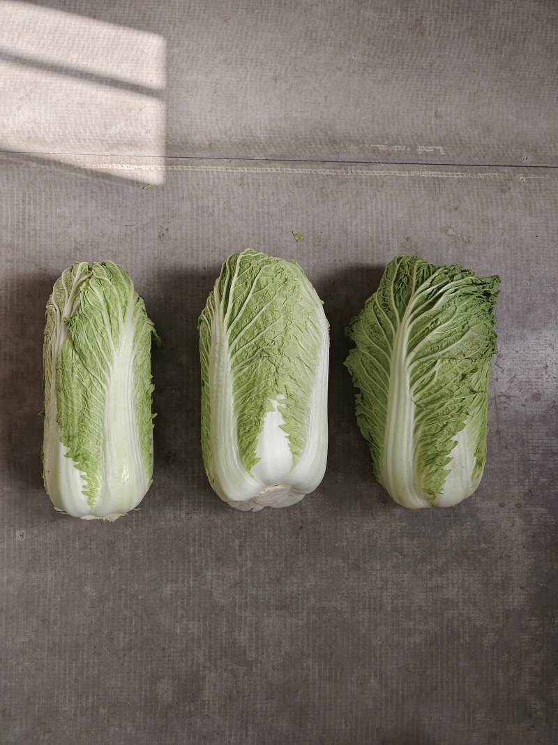 北京三号白菜
