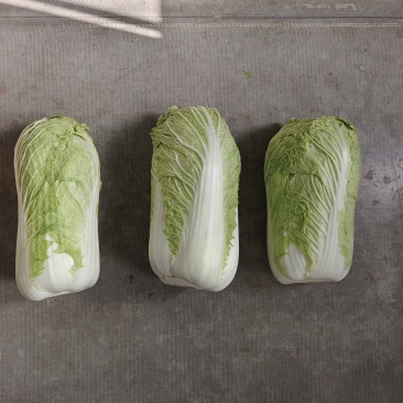 北京三号白菜