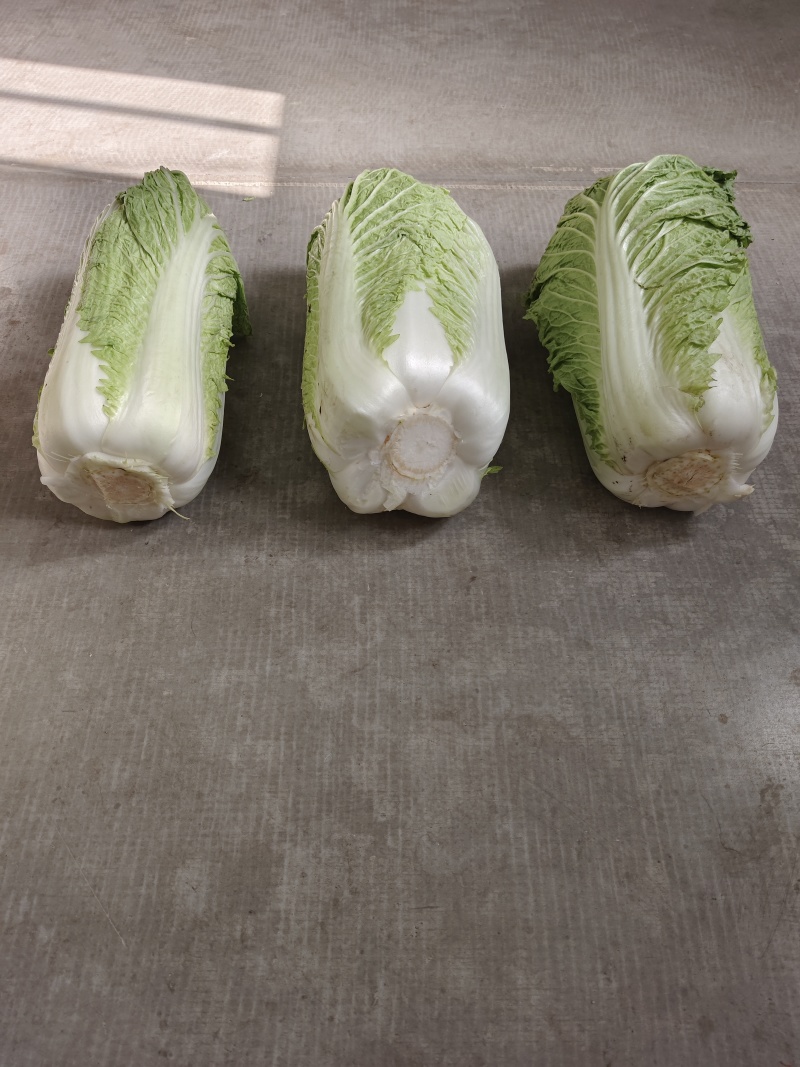 北京三号白菜