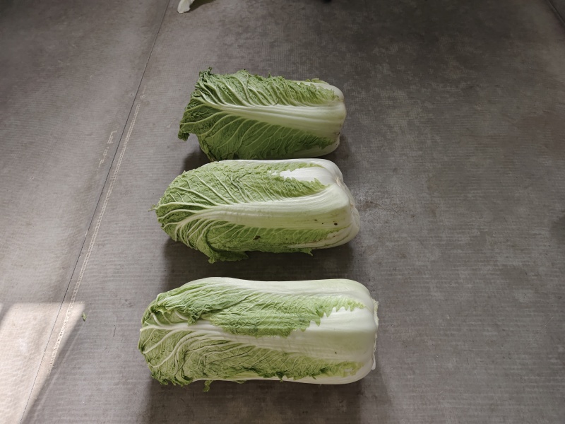 北京三号白菜