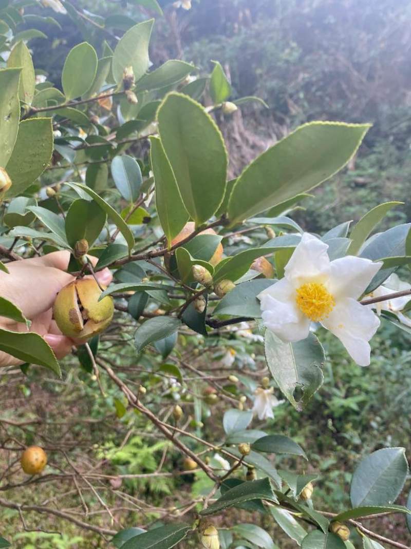 广西茶油，山茶油，茶籽油，月子油，食用油，高海拔采摘的老树茶