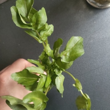 豆瓣菜