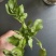 豆瓣菜