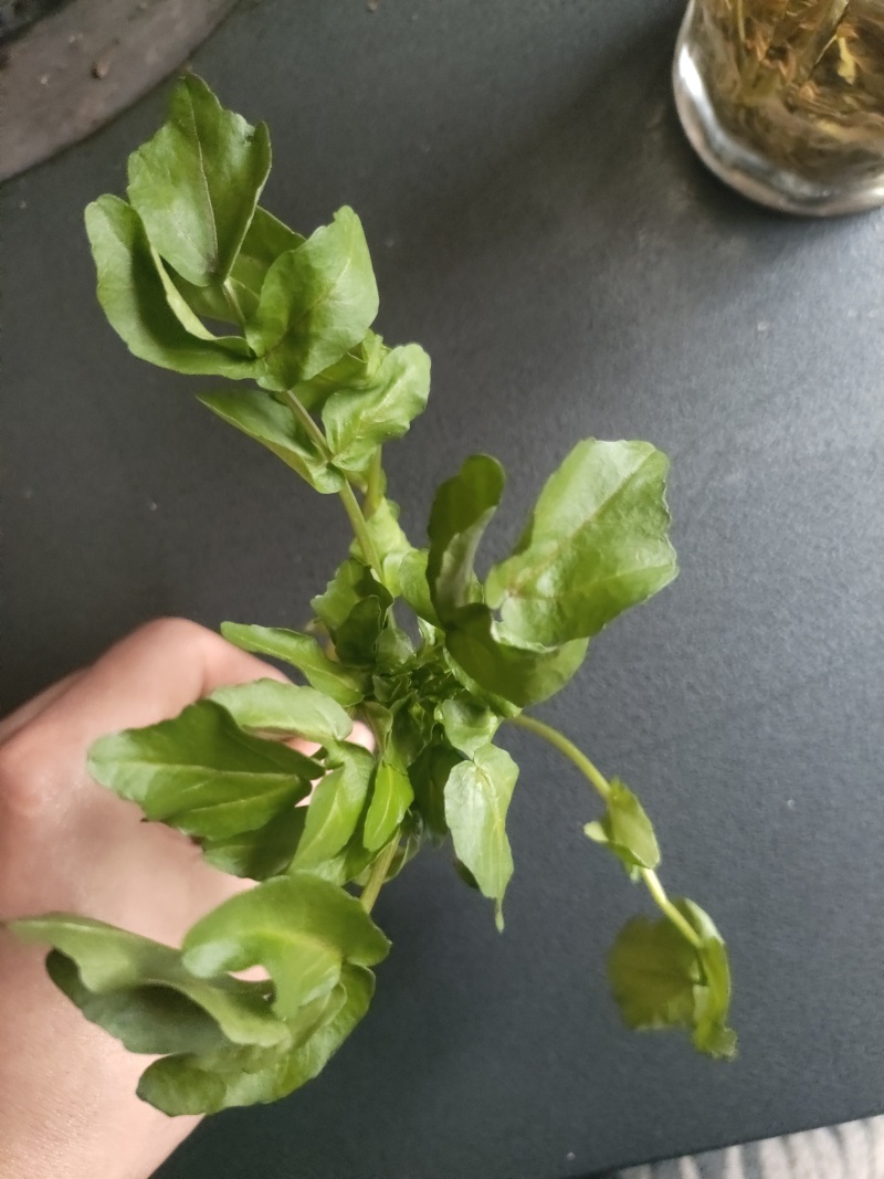 豆瓣菜