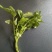 豆瓣菜