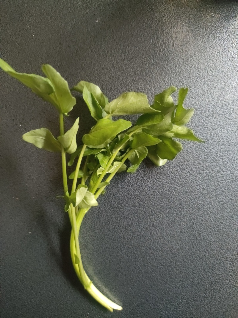 豆瓣菜