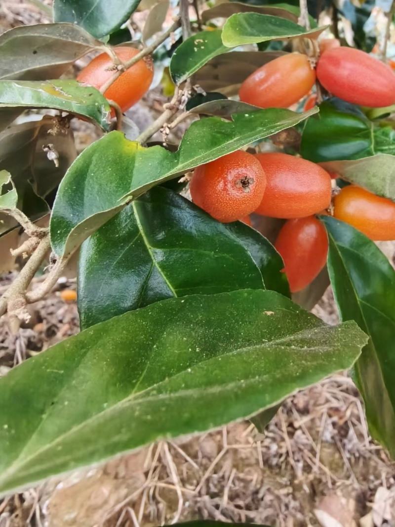 纯酸羊奶果