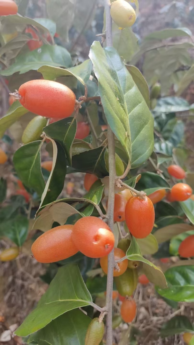 纯酸羊奶果