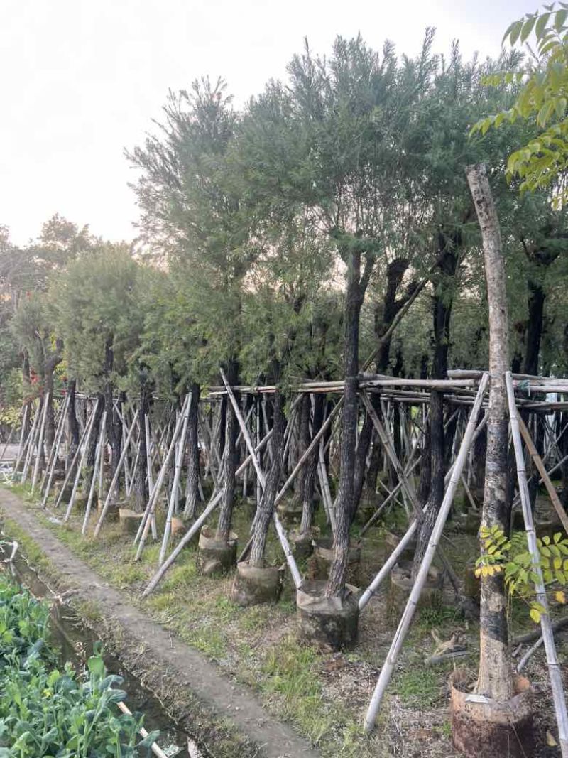 红千层(串钱柳)3-18分，大量低价出售