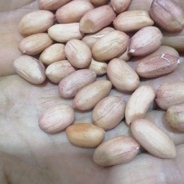 鲁花精选米，电商专用花生米，白沙精选米，油料米