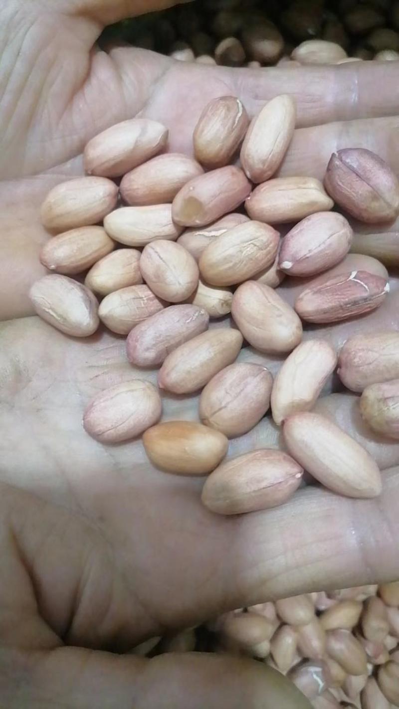 鲁花精选米，电商专用花生米，白沙精选米，油料米