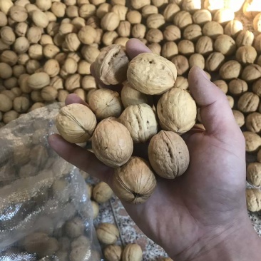 薄皮核桃，新疆核桃，山东核桃，纸皮核桃，香玲核桃