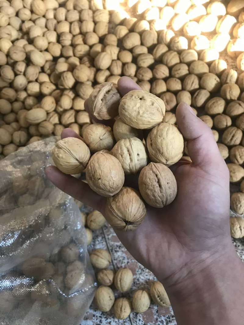 薄皮核桃，新疆核桃，山东核桃，纸皮核桃，香玲核桃