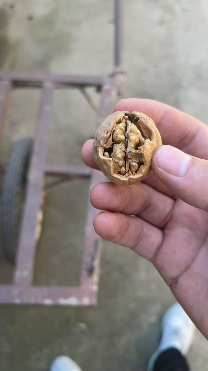 纸皮核桃，薄皮核桃，新疆核桃，产地直发，一手货源