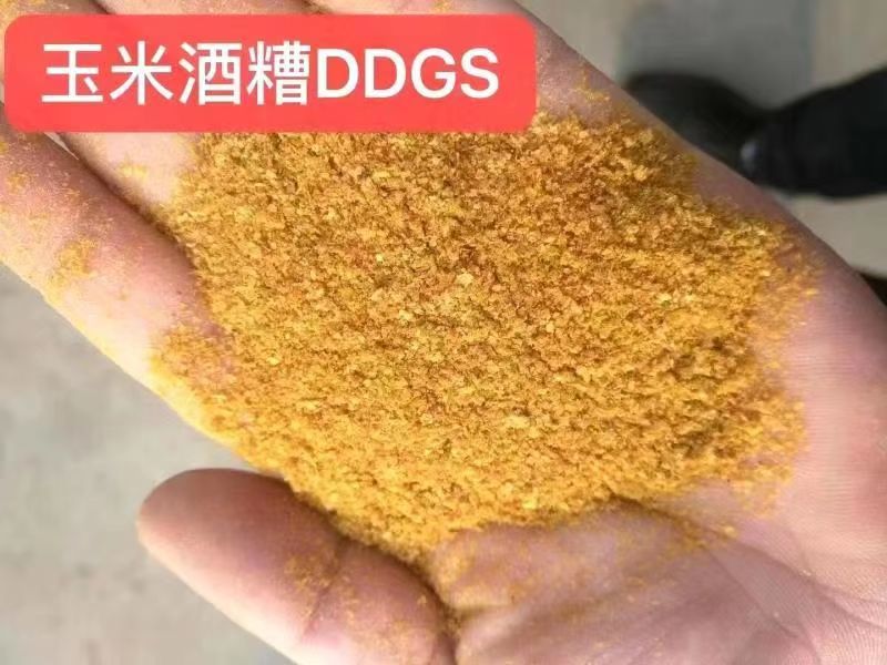 玉米酒糟DDGS
