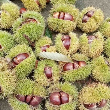 板栗，油板栗，炒锅专用油板栗，产地直发。
