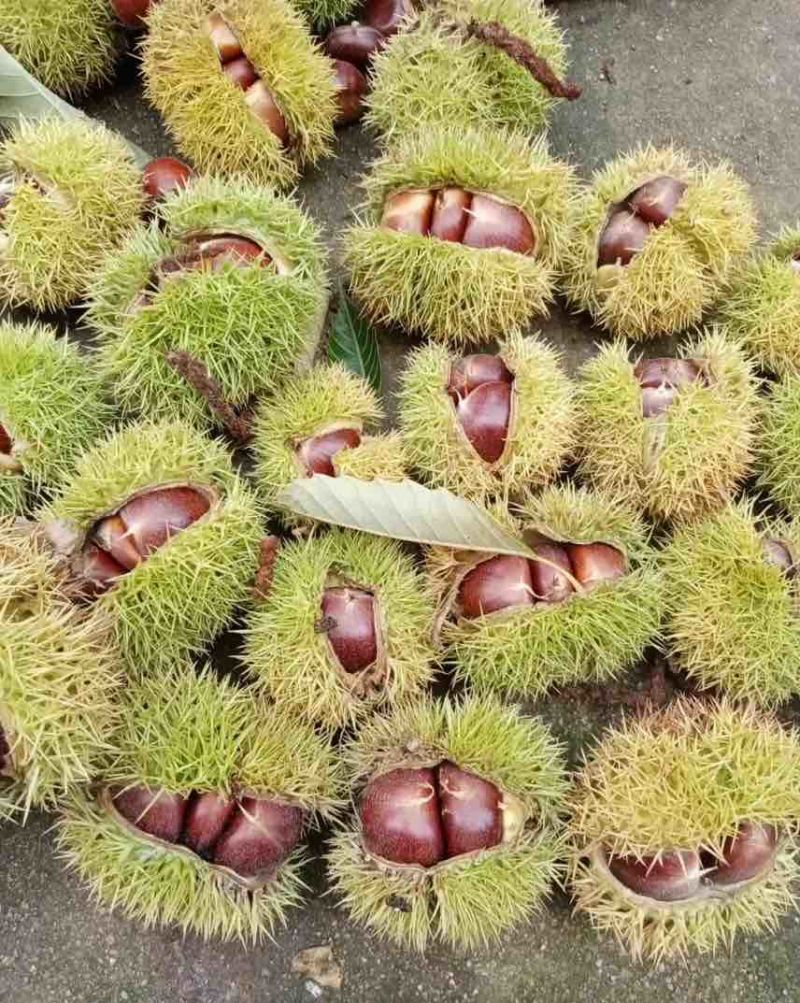 板栗，油板栗，炒锅专用油板栗，产地直发。
