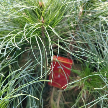 各种规格松树苗
