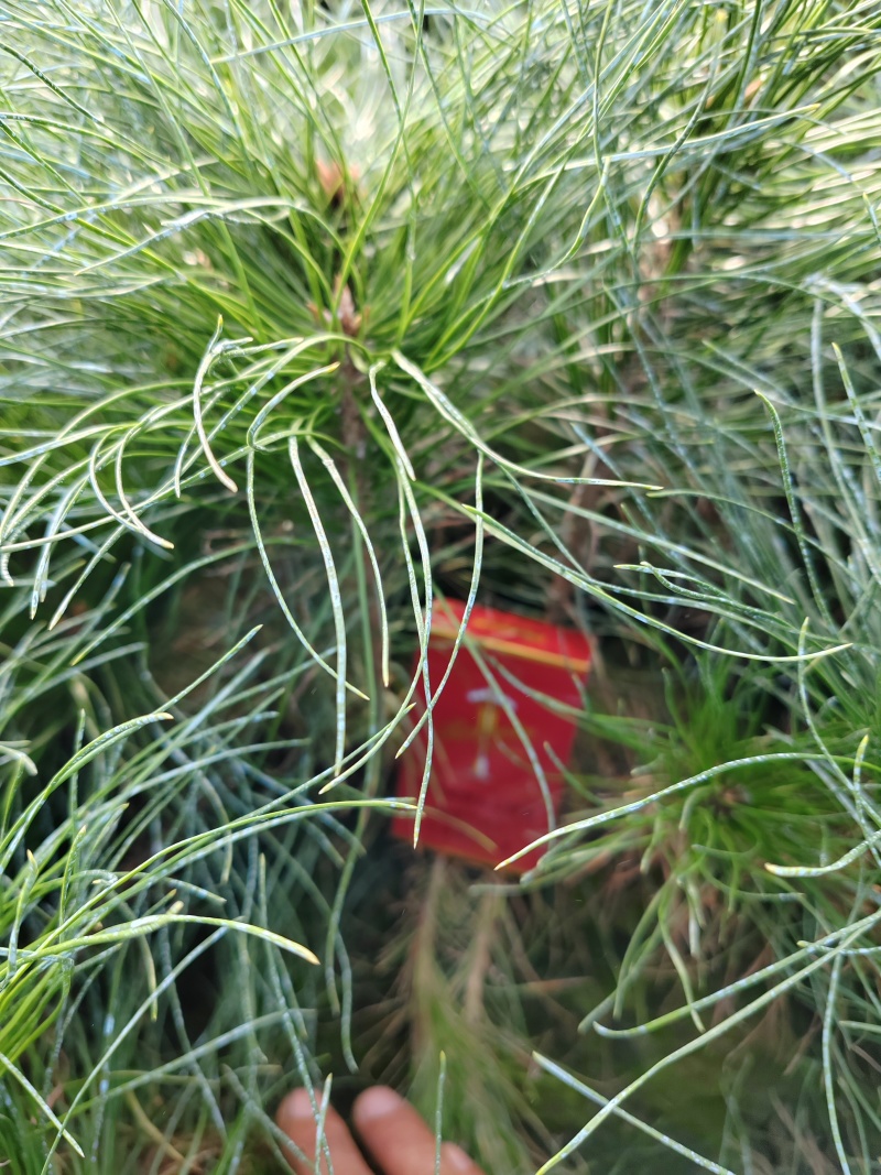 各种规格松树苗