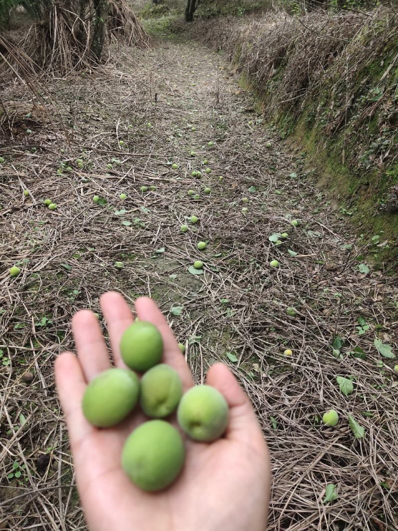 青梅