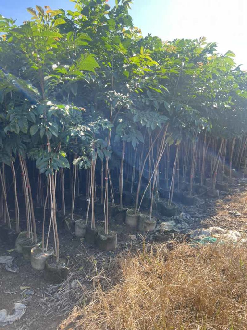 麻楝1-12分，各种规格，大量低价出售