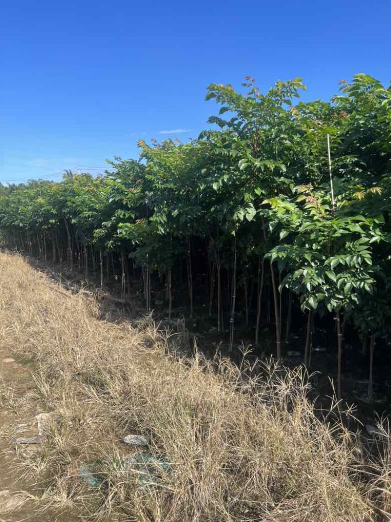 麻楝1-12分，各种规格，大量低价出售