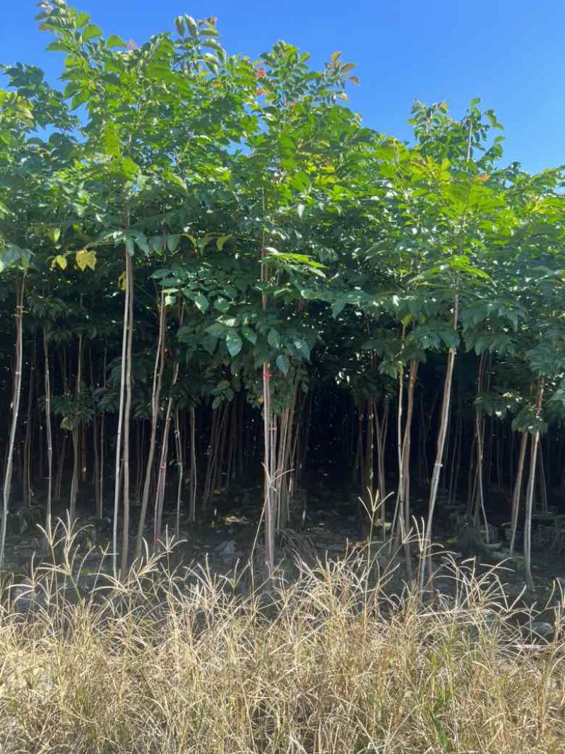 麻楝1-12分，各种规格，大量低价出售