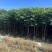 麻楝1-12分，各种规格，大量低价出售