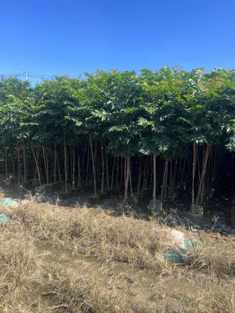 麻楝1-12分，各种规格，大量低价出售