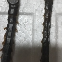 干蜈蚣，有需要的老板请联系。