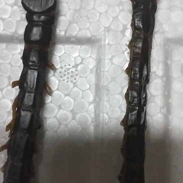 干蜈蚣，有需要的老板请联系。