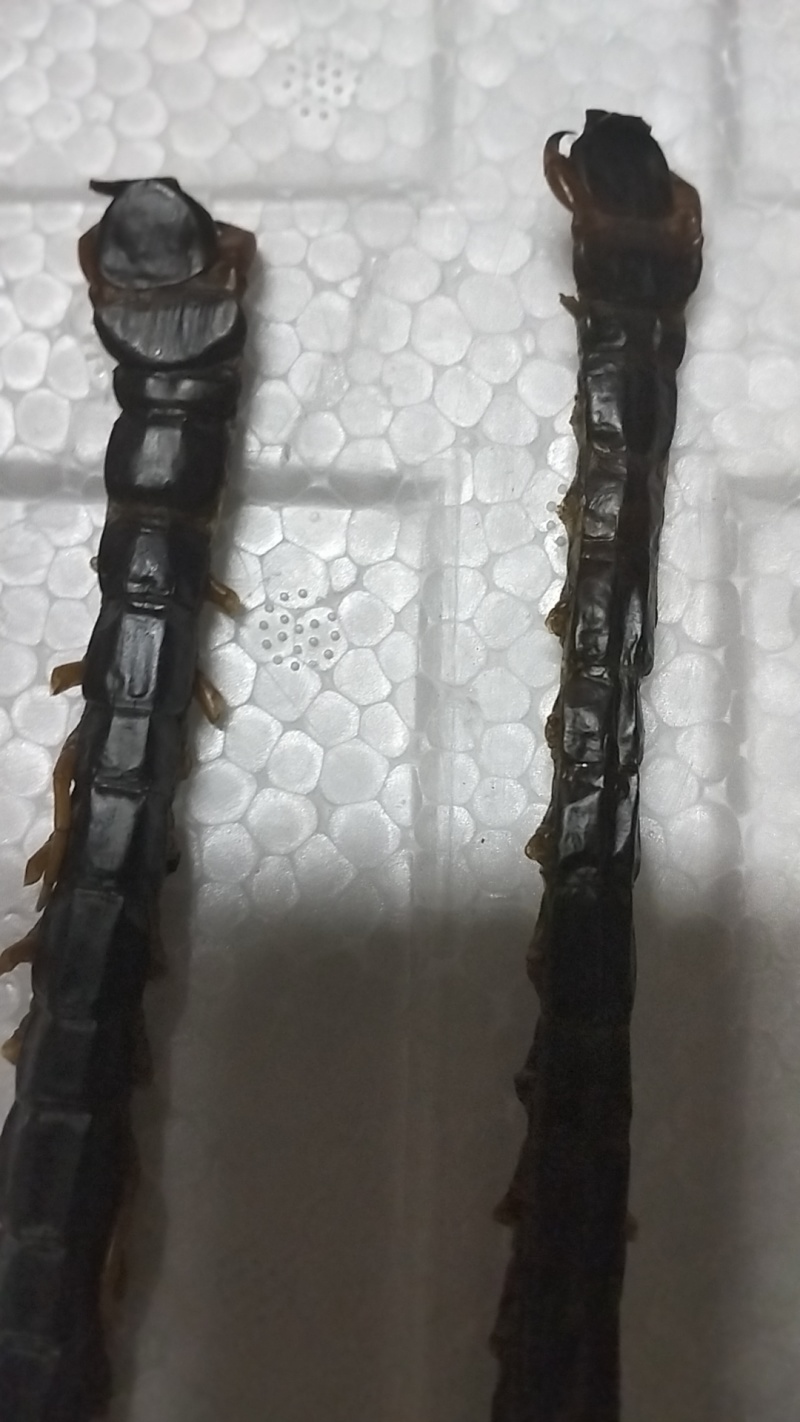 干蜈蚣，有需要的老板请联系。