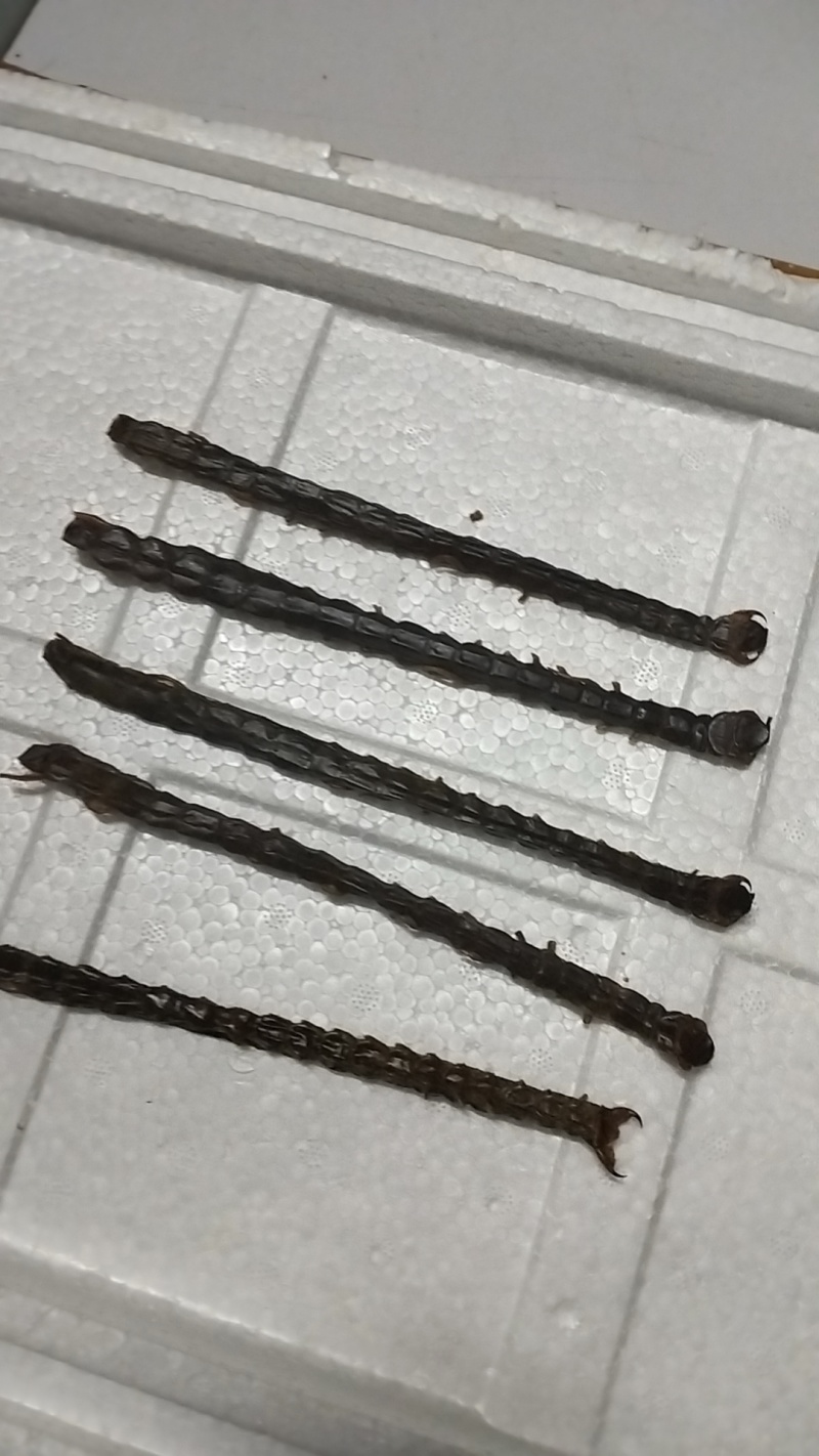 干蜈蚣，有需要的老板请联系。